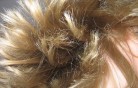 anatomia-capelli anatomia-capelli