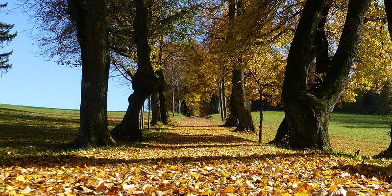 capelli_autunno