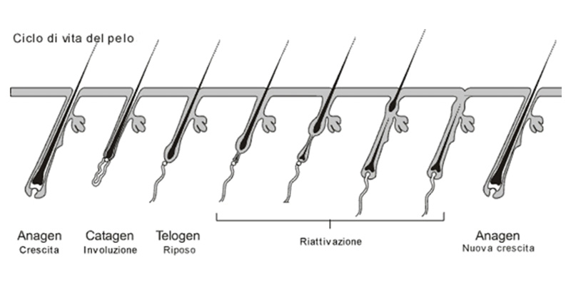 ciclo-del-pelo